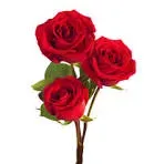 Tige de trois magnifiques roses rouges épanouies sur fond blanc.