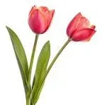 Deux tulipes roses fraîches avec leurs tiges et feuilles vertes.