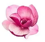 Magnifique fleur de magnolia rose isolée sur un fond blanc pur.