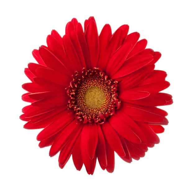 Grande fleur de gerbera rouge vif vue de face sur fond blanc.